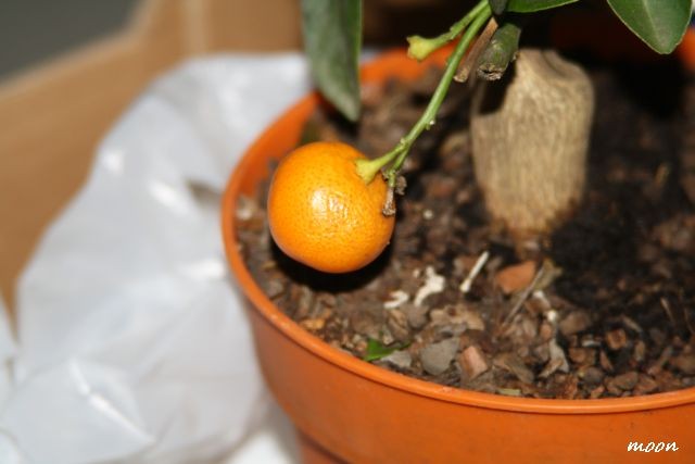 Calamondin